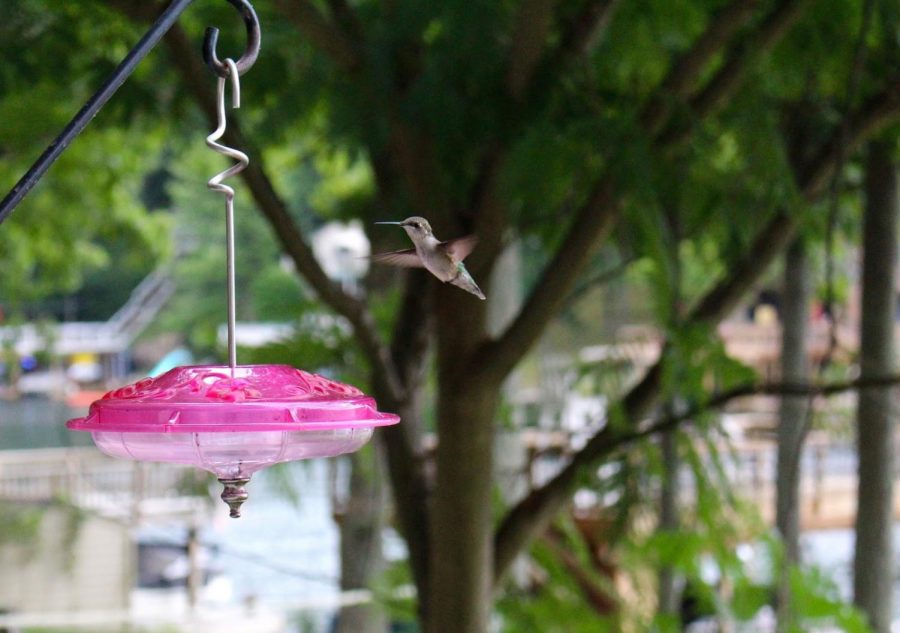 The+Hummingbird