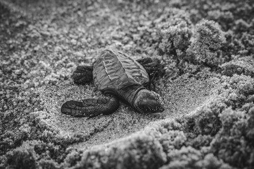Vero Beach Turtles