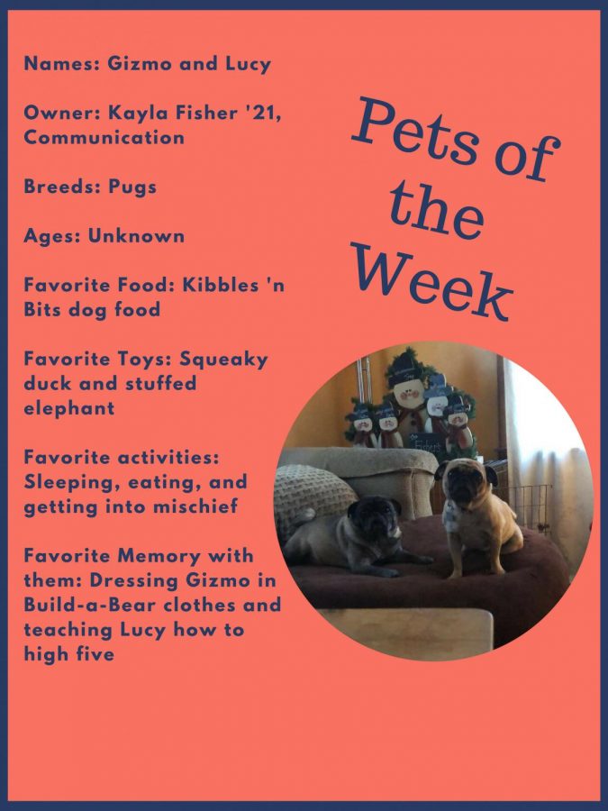 Pet of the Week #5: Gizmo & Lucy