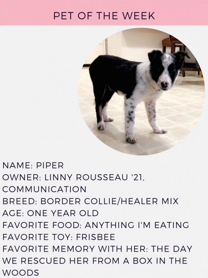 Pet of the week #8: Piper