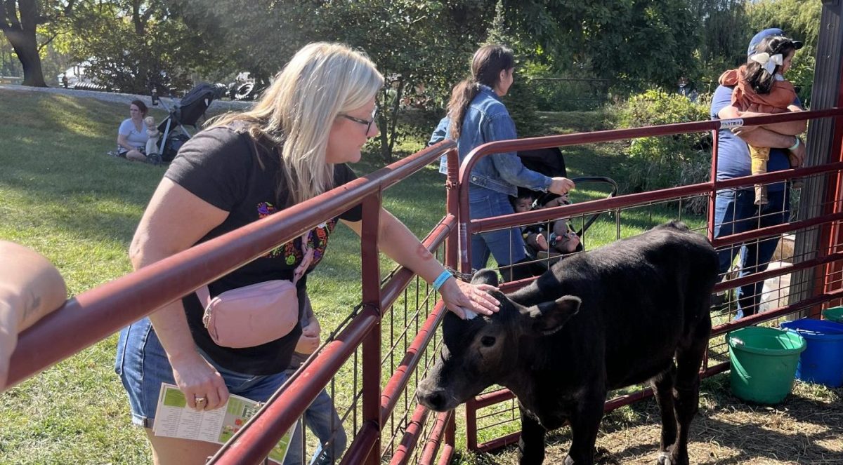 Financial Aid Advisor, Joanie Schmidt, petting cows at Dulls Tree Farm.