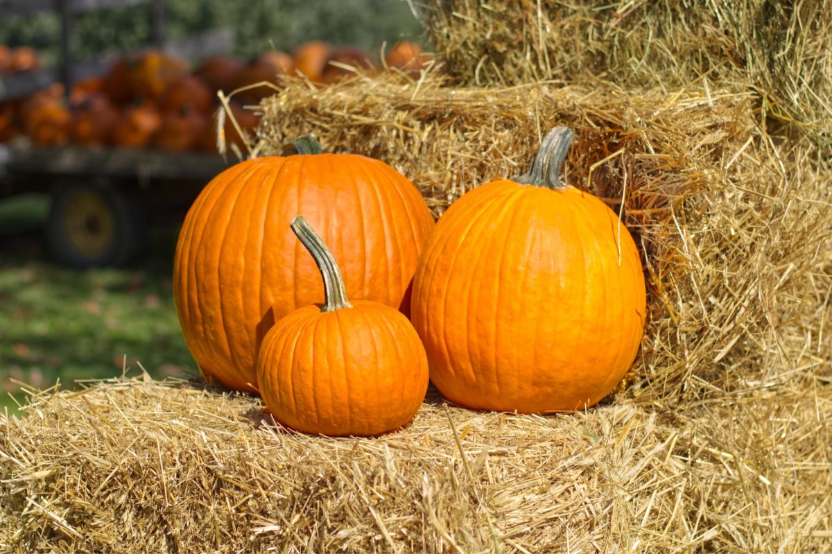 Gear up for Thanksgiving with these local pumpkin patches!