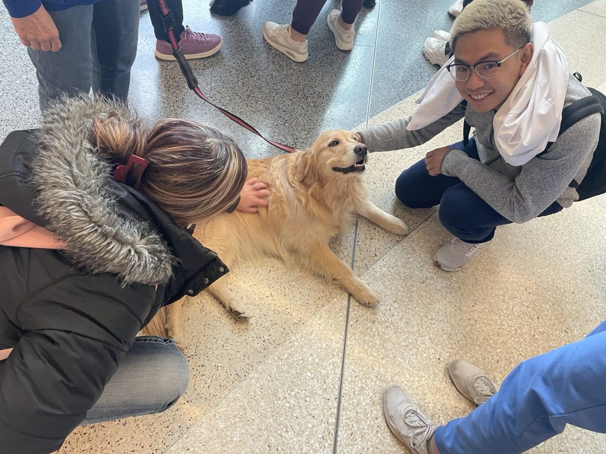 Students loving on a Golden Retriever Therapy Dog. 